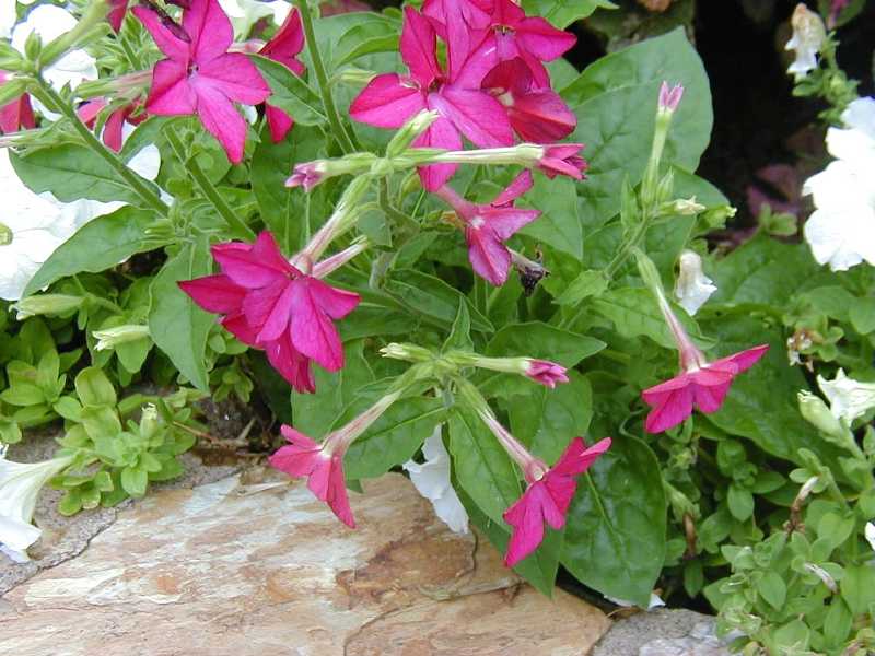 تنباکوی بالدار